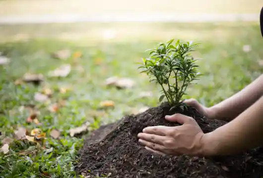A Guide to Successful and Sustainable Tree Planting