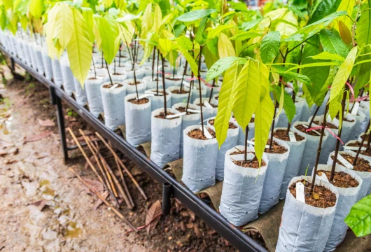 Tree Plantations