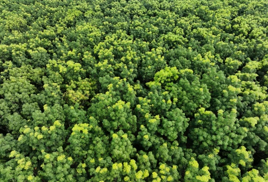 Forest Carbon Credits